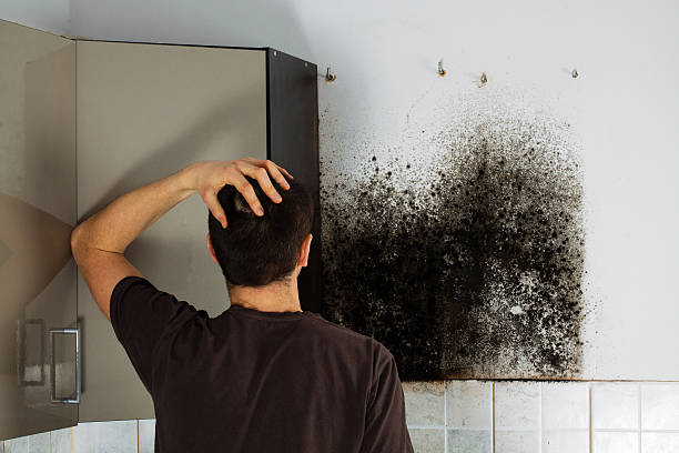 Trusted Tempe, AZ Mold Remediation Experts